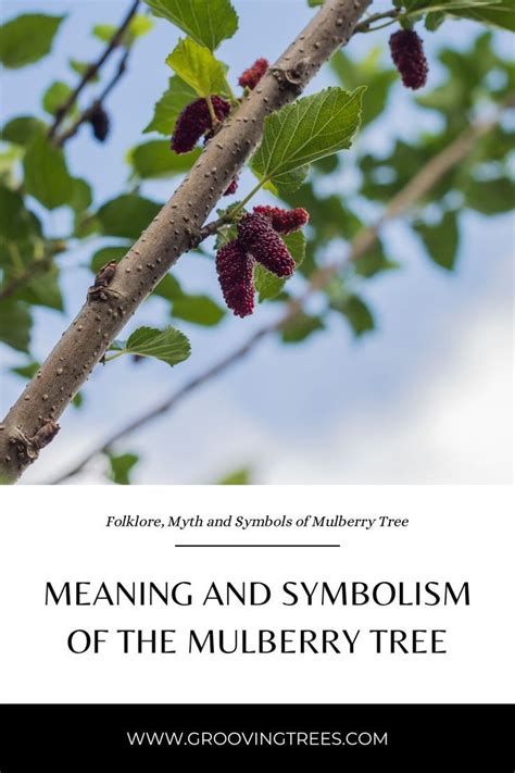 symbolism of mulberry tree.